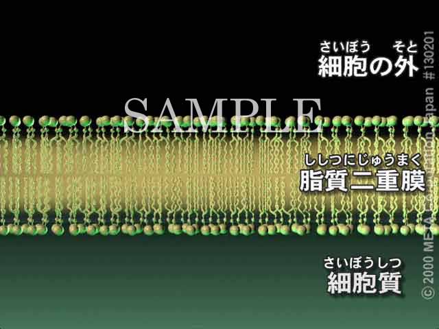 זÊ͂炫i2/6j 摜