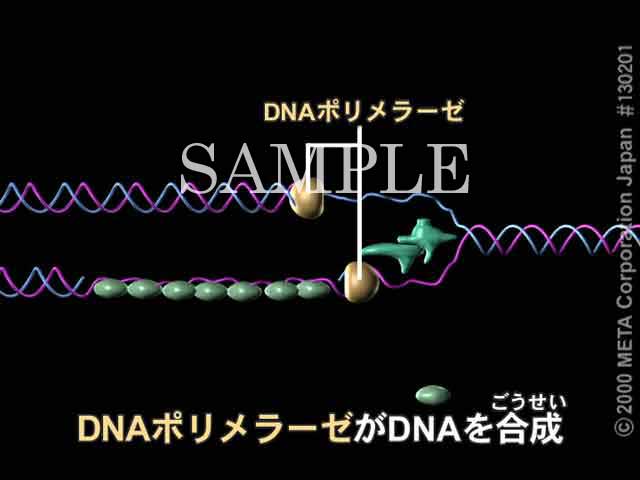 DNA̕i4/6j 摜