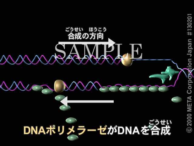 DNA̕i5/6j 摜