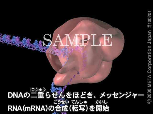 mRNA̍i]ʁji4/7j 摜