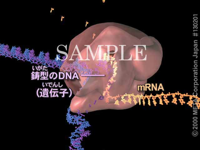 mRNA̍i]ʁji5/7j 摜